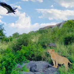 Wildlife in Serengeti National Park